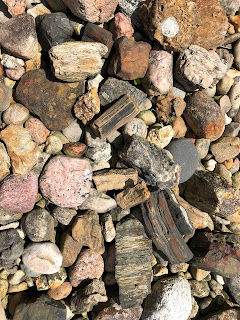 Read more about the article Ohio Petrified Wood Part 3 – Psaronius